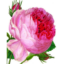 Minikort, Rosa Centifolia